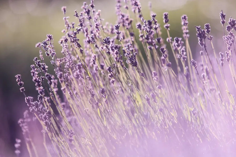 Perfume Application Secrets For All-Day Scent